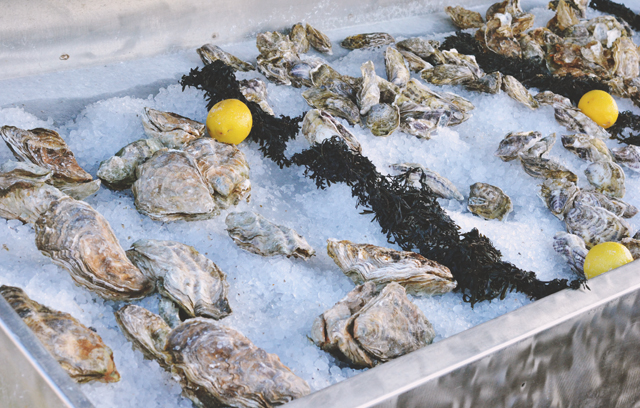 Whitstable Oysters