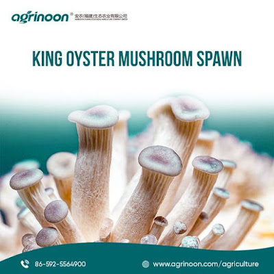 Oyster mushroom spawn