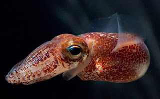 bobtail_squid.jpg