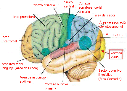 El cerebro humano procesa simultáneamente 