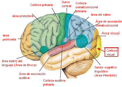 El cerebro humano procesa simultáneamente El cerebro humano procesa simultáneamente