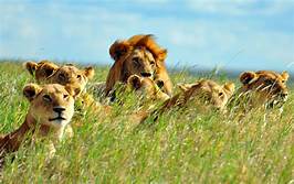 LION (Simba)