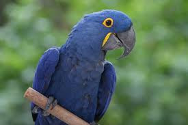  Endangered and Largest Flying Parrot Species