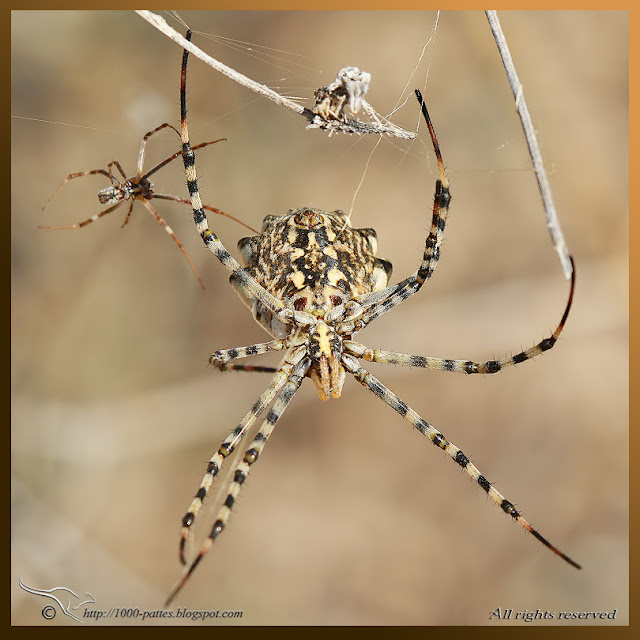 https://1000-pattes.blogspot.fr/2014/09/largiope-lobee.html