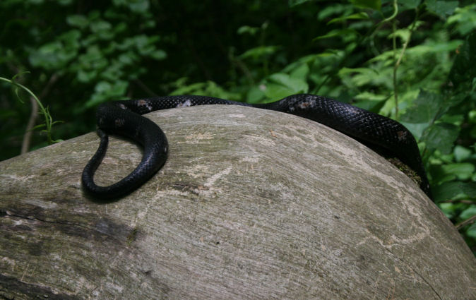 The Öko Box: Slitherin' Mania: Copperhead, Black Snake 