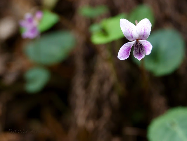 Viola*pseudomakinoi 