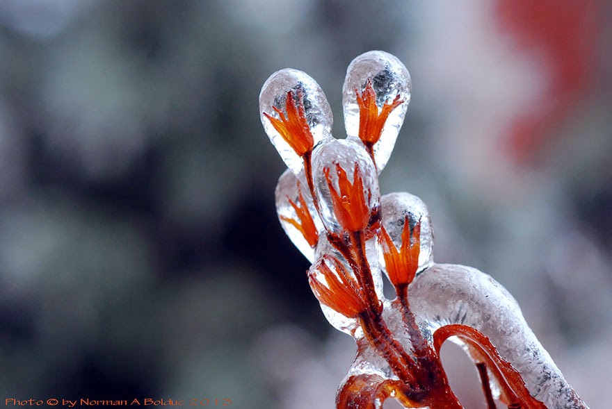 #9 Flower After Ice Storm - 24 Beautiful Ice And Snow Formations That Look Like Art