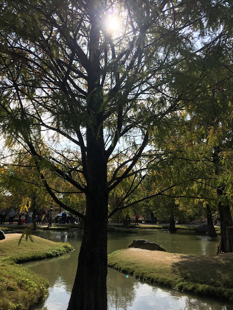 Bald cypress forest in Huwei, Yunlin, Taiwan