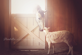 Dreamer and Hope - the horse and the lamb of Florabella