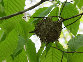 vireo nest