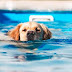 Αρέσει το κολύμπι στο σκύλο;