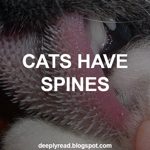 Cats have spines