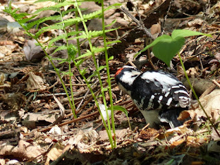 Picoides villosus -  Pic chevelu