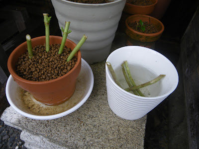 アジサイ 紫陽花 の挿し木を成功させるためのポイント メダカの大工
