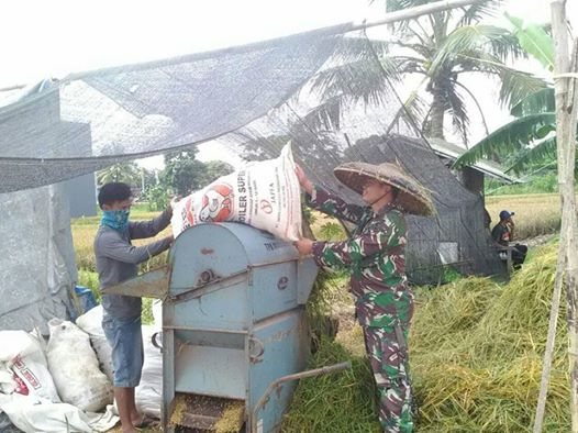 Babinsa Koramil 03/Sukmajaya Bantu Petani Panen Padi