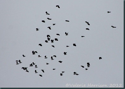 2-Lapwings