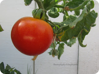 Patio variety container tomato, Serendipity Handmade