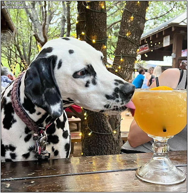 dalmatian dog