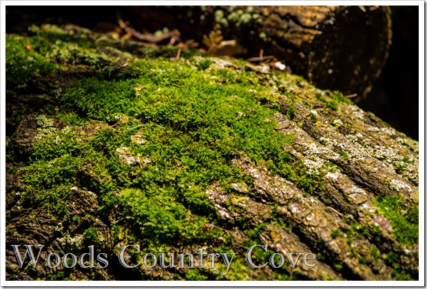 June 2015 (3 of 35)