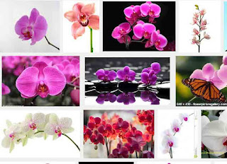 orchid flowers meaning