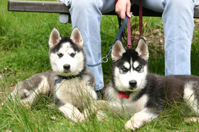 People Are Buying Huskies Because Of A Hit Show, But One Actor Says It's A Bad Idea