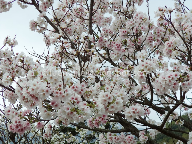 Yangmingshan cherry blossom