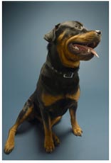 Rottweiler as a Pet