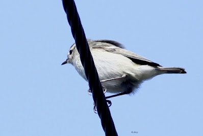 Hume's Warbler