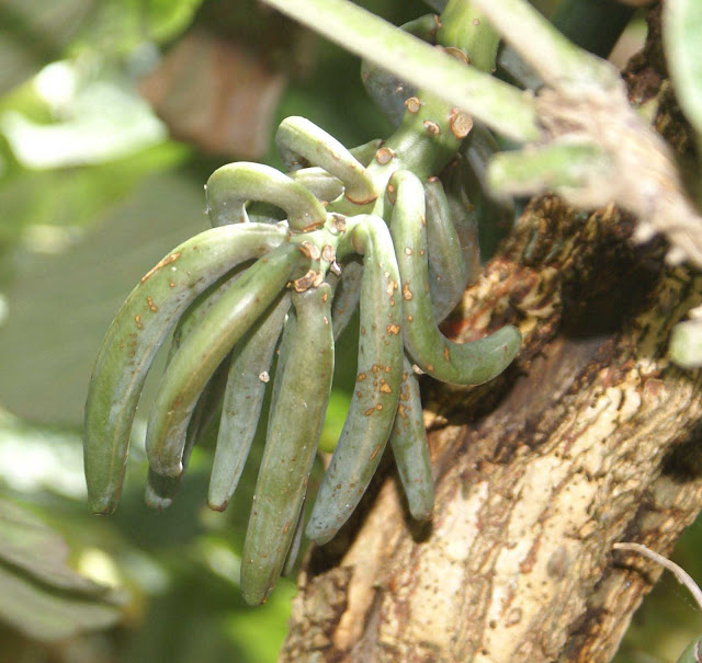 Seed pods of Vanilla roscheri growing on Erythrina latissima photo taken by Roddy JC Ward