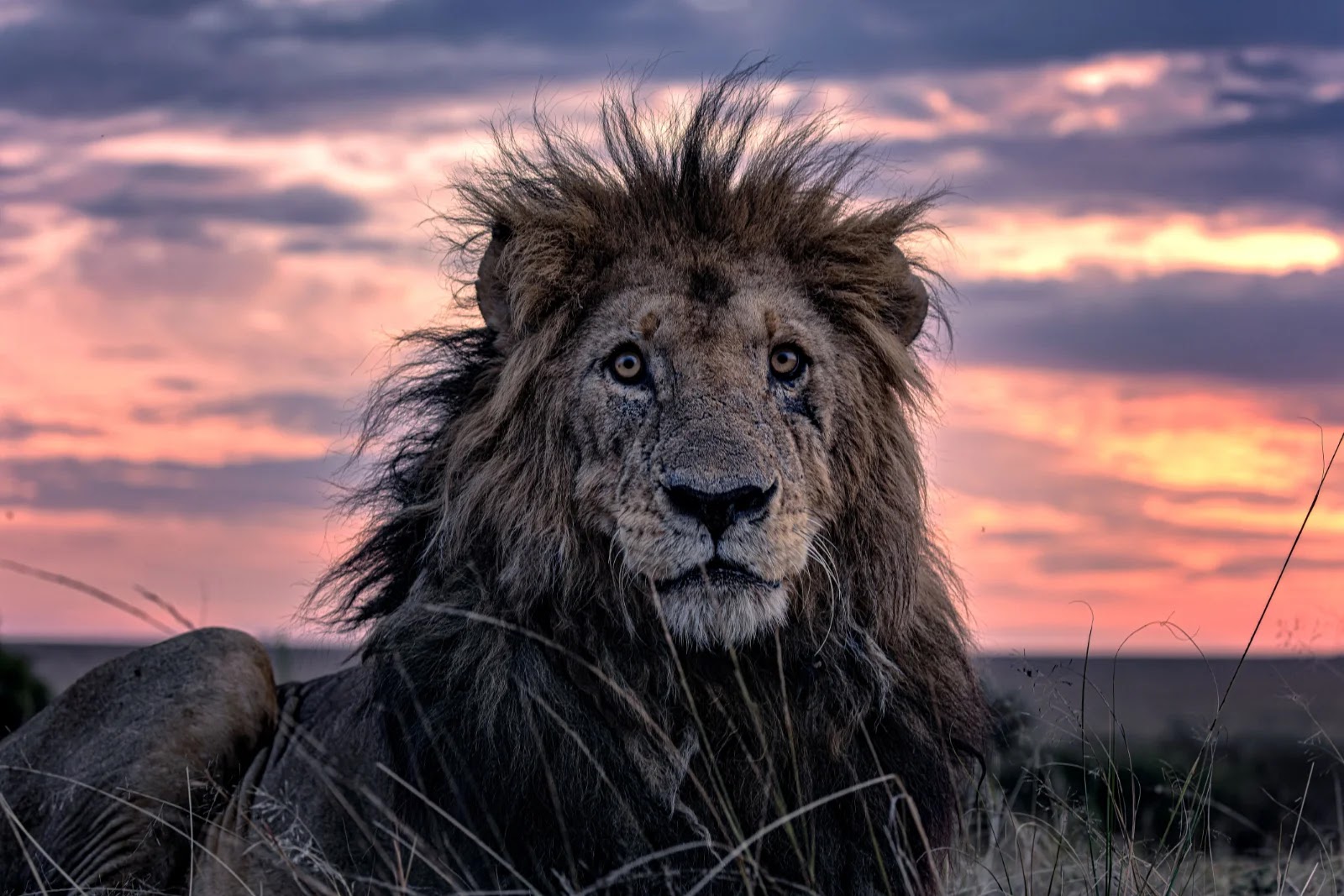 awesome lion pictures