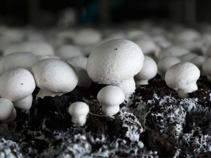 Feasibility study of the Agaricus mushroom cultivation project.