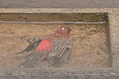 This image features a male House finch in a cement bird bath that is on my garden floor. He is lying on his breast with his back to us and he is his wings. are lying  still at either side of his body. House finches are featured in volume one of my book series, "Words In Our Beak."  Info re these books is in another post on my blog @ https://www.thelastleafgardener.com/2018/10/one-sheet-book-series-info.html