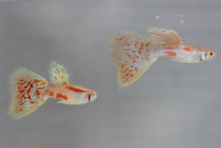 Jual Guppy Albino Red Grass,  Harga Guppy Albino Red Grass,  Toko Guppy Albino Red Grass,  Diskon Guppy Albino Red Grass,  Beli Guppy Albino Red Grass,  Review Guppy Albino Red Grass,  Promo Guppy Albino Red Grass,  Spesifikasi Guppy Albino Red Grass,  Guppy Albino Red Grass Murah,  Guppy Albino Red Grass Asli,  Guppy Albino Red Grass Original,  Guppy Albino Red Grass Jakarta,  Jenis Guppy Albino Red Grass,  Budidaya Guppy Albino Red Grass,  Peternak Guppy Albino Red Grass,  Cara Merawat Guppy Albino Red Grass,  Tips Merawat Guppy Albino Red Grass,  Bagaimana cara merawat Guppy Albino Red Grass,  Bagaimana mengobati Guppy Albino Red Grass,  Ciri-Ciri Hamil Guppy Albino Red Grass,  Kandang Guppy Albino Red Grass,  Ternak Guppy Albino Red Grass,  Makanan Guppy Albino Red Grass,  Guppy Albino Red Grass Termahal,  Adopsi Guppy Albino Red Grass,  Jual Cepat Guppy Albino Red Grass,  Kreatif Guppy Albino Red Grass,  Desain Guppy Albino Red Grass,  Order Guppy Albino Red Grass,  Kado Guppy Albino Red Grass,  Cara Buat Guppy Albino Red Grass,  Pesan Guppy Albino Red Grass,  Wisuda Guppy Albino Red Grass,  Ultah Guppy Albino Red Grass,  Nikah Guppy Albino Red Grass,  Wedding Guppy Albino Red Grass,  Flanel Guppy Albino Red Grass,  Special Guppy Albino Red Grass,  Suprise Guppy Albino Red Grass,  Anniversary Guppy Albino Red Grass,  Moment Guppy Albino Red Grass,  Istimewa  Guppy Albino Red Grass,  Kasih Sayang  Guppy Albino Red Grass,  Valentine  Guppy Albino Red Grass,  Tersayang Guppy Albino Red Grass,  Unik Guppy Albino Red Grass, 