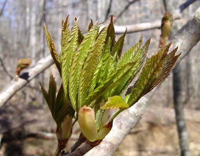 Aesculus sylvatica, Crinumaniac