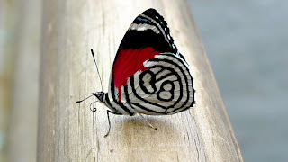 mariposa negra con rojo