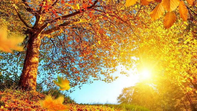 Herfst landschap in oranje kleuren.
