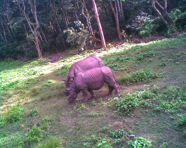 Rhino Mobile Photo in Chitwan