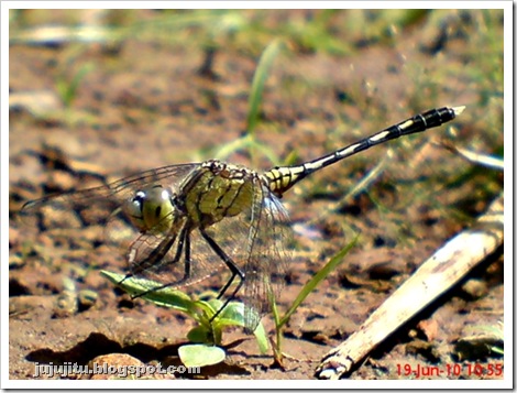 capung Diplacodes trivialis_ Chalky Percher 1