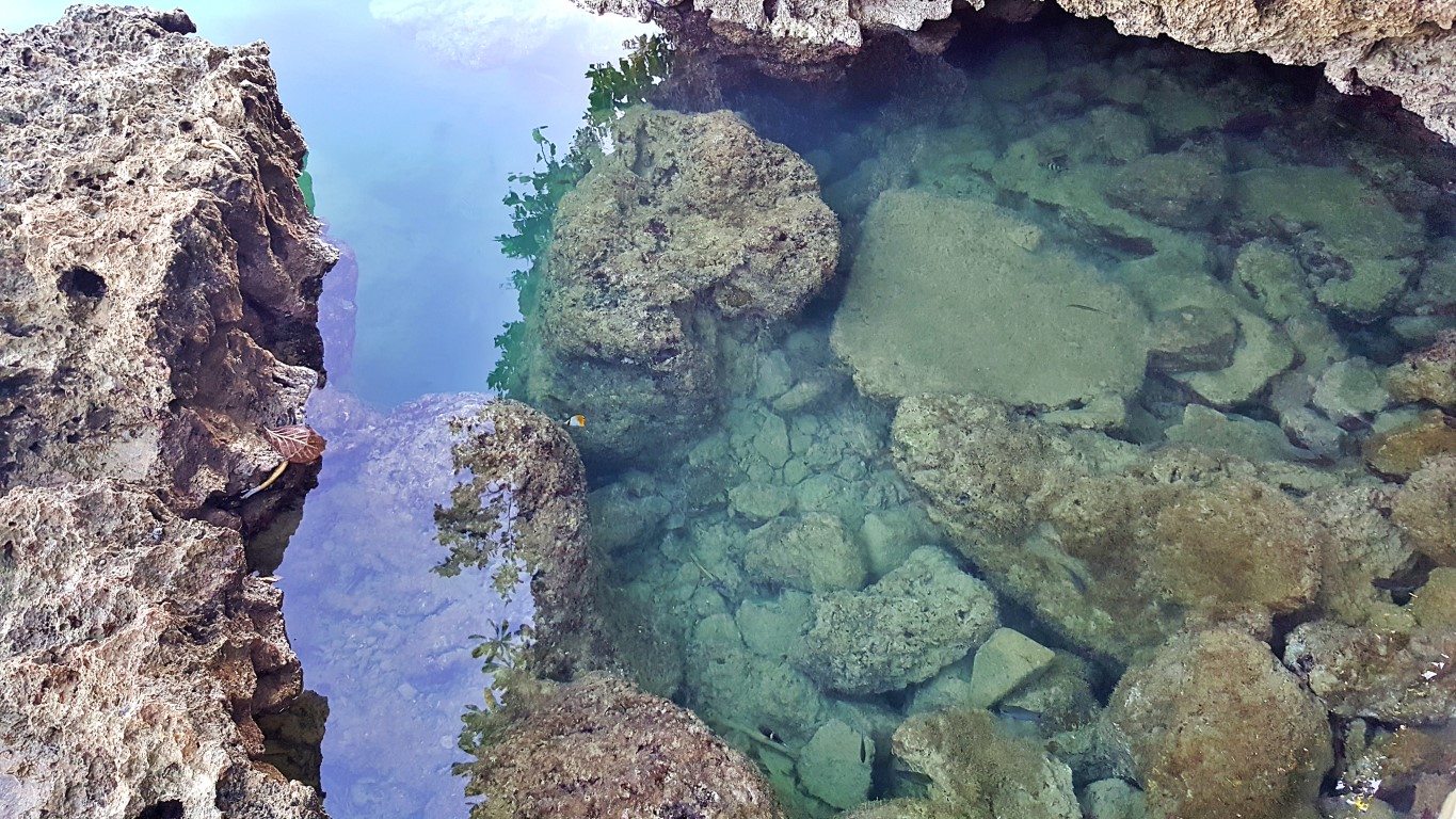 juvenile fish around the limestone rocks of minasangay island