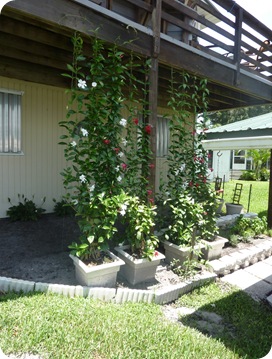 P1000618