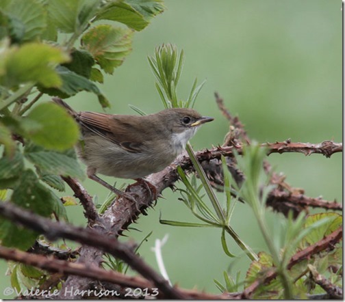 6 Whitethroat