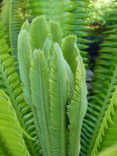 Dioon spinuleux - Dioon géant - Dioon spinulosum 