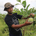 Bisa Raup Jutaan Perminggu, Jambu Kristal Tolong Petani Puring