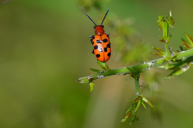 Crioceris duodecimpunctata