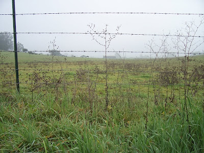 close up of barbed wire fence