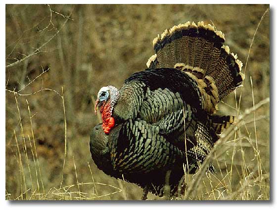 Wild Turkeys Facts And Pictures | All Wildlife Photographs