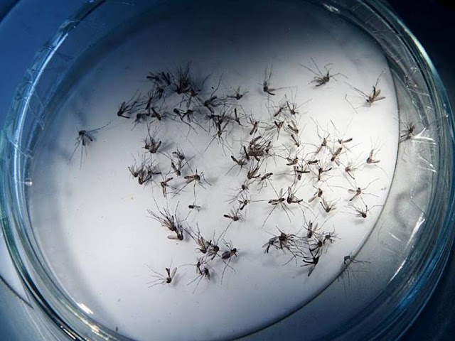 Decretado estado de epidemia de chikungunya em Campos