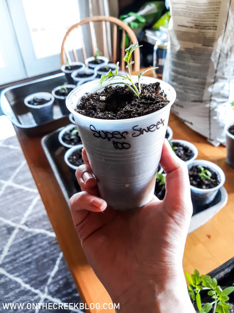 Transplanting small, leggy tomaotes into larger containers | On The Creek Blog