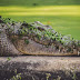Angry Crocodile