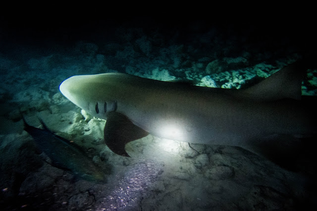 Freediving Safari -  Malediwy - Manty